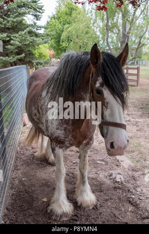 Testa di cavallo ritratto Foto Stock