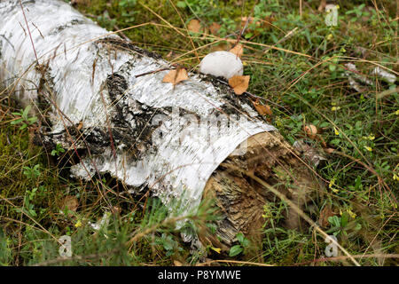 Funghicoltura sul tronco di un vecchio albero. Gli alberi della foresta coperti di muschio e funghi. Stagione di estate. Foto Stock