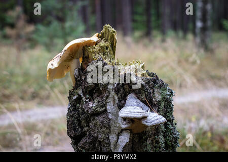 Funghicoltura sul tronco di un vecchio albero. Gli alberi della foresta coperti di muschio e funghi. Stagione di estate. Foto Stock