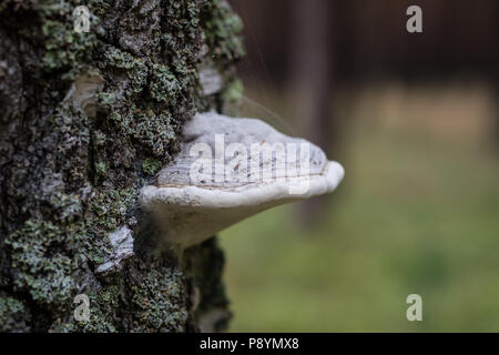 Funghicoltura sul tronco di un vecchio albero. Gli alberi della foresta coperti di muschio e funghi. Stagione di estate. Foto Stock
