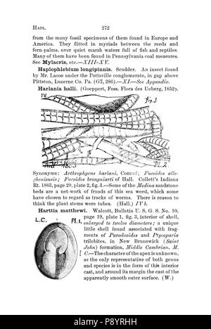 Un dizionario dei fossili di Pennsylvania e gli Stati limitrofi denominato nelle relazioni e nei cataloghi del sondaggio (pagina 272) Foto Stock