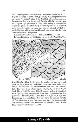 Un dizionario dei fossili di Pennsylvania e gli Stati limitrofi denominato nelle relazioni e nei cataloghi del sondaggio (pagina 315) Foto Stock