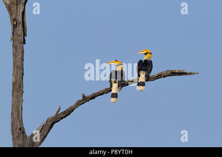 Grande Hornbill indiano o Buceros simum presso il Parco Nazionale di Kaziranga, Assam. Foto Stock
