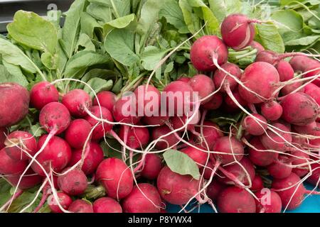 Un mazzetto di produzione biologica red ravanelli in vendita a Taos New Mexico farmers market Foto Stock