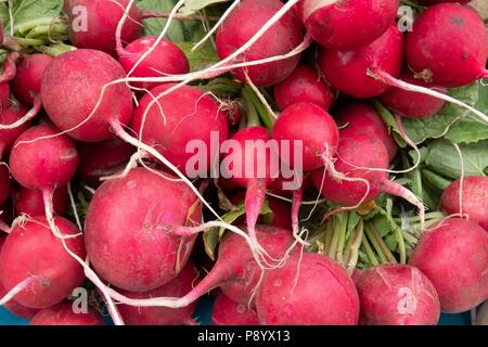 Un mazzetto di produzione biologica red ravanelli in vendita a Taos New Mexico farmers market Foto Stock