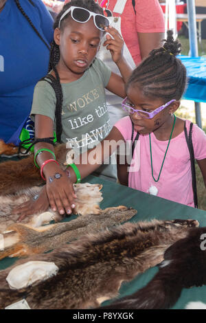 Detroit, Michigan - pelli animali visualizzati dal Michigan Dipartimento delle risorse naturali alla Metropolitana Detroit Giornata della Gioventù. Migliaia di bambini di età compresa tra 8-15 Foto Stock