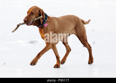 Berlino, Germania, Shorthaired puntatore Ungherese (Magyar Vizsla) recupera un ramo Foto Stock