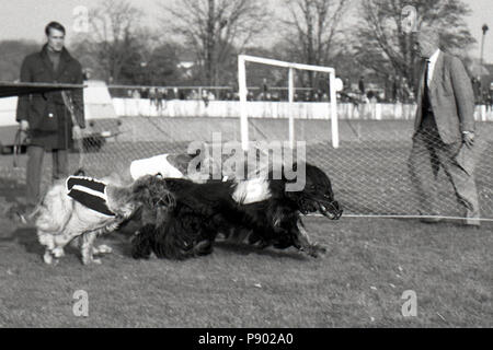 A Dresda, gdr, il Greyhound Racing sulla ex pista ciclabile Johannstadt Foto Stock