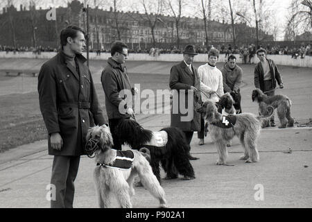 A Dresda, gdr, proprietario di Levrieri Afghani a fronte di un levriero gara sulla ex pista ciclabile Johannstadt Foto Stock