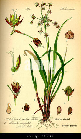 . 337 Illustrazione Luzula pilosa0 Foto Stock
