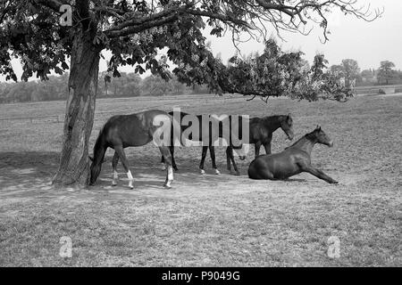 Graditz chiodati, cavalli al pascolo sotto l'ombra di una struttura ad albero Foto Stock