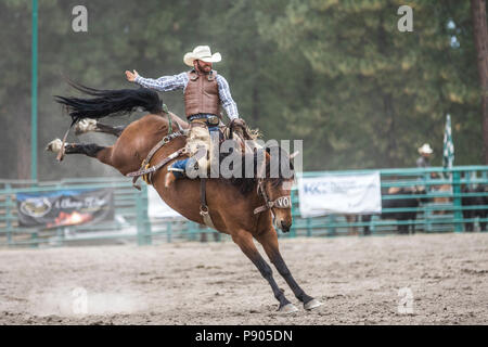 Saddle Bronc Riding, ritmo tra un cowboy e il suo cavallo è la chiave in Saddle Bronc. Azione selvatici come cavallo tenta di buck off rider. Cranbrook, BC, Canada Foto Stock