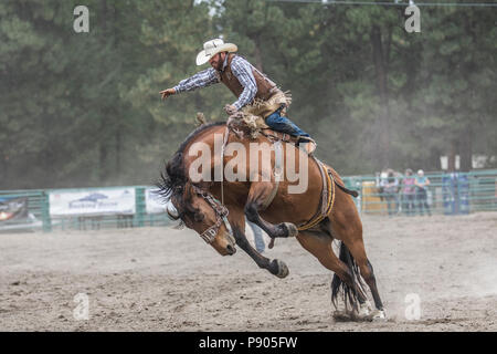 Saddle Bronc Riding, ritmo tra un cowboy e il suo cavallo è la chiave in Saddle Bronc. Azione selvatici come cavallo tenta di buck off rider. Cranbrook, BC, Canada Foto Stock