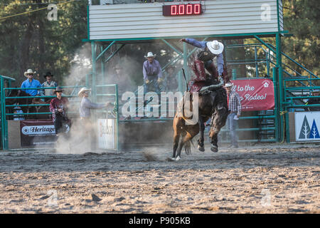 Saddle Bronc Riding, ritmo tra un cowboy e il suo cavallo è la chiave in Saddle Bronc. Azione selvatici come cavallo tenta di buck off rider. Cranbrook, BC, Canada. Foto Stock