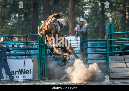 Saddle Bronc Riding, ritmo tra un cowboy e il suo cavallo è la chiave in Saddle Bronc. Azione selvatici come cavallo tenta di buck off rider. Cranbrook, BC, Canada. Foto Stock