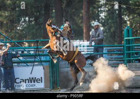 Saddle Bronc Riding, ritmo tra un cowboy e il suo cavallo è la chiave in Saddle Bronc. Azione selvatici come cavallo tenta di buck off rider. Cranbrook, BC, Canada. Foto Stock