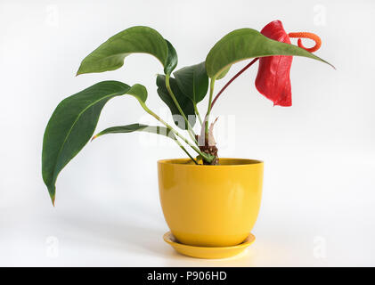 Anthurium fiori. Anthurium in vaso giallo su sfondo bianco Foto Stock