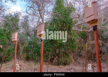 Bat box indipendente alto nel bosco Foto Stock
