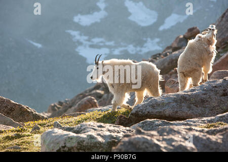 Mt Evans delle capre di montagna sulle rocce al tramonto Foto Stock