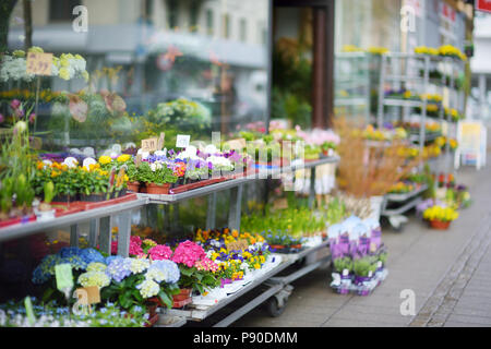 Bellissimi fiori colorati venduti su outdoor negozio di fiori nella città di Brema, Germania Foto Stock