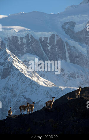 Piccolo allevamento di guanaco permanente sulla cresta con i vertici di alcuni dei Cuernos del Paine ( le Corna del Paine dietro ) Parco nazionale Torres del Paine. Foto Stock