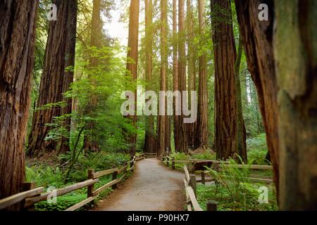 Sentieri escursionistici attraverso giant redwoods nella foresta di Muir vicino a San Francisco, California, Stati Uniti d'America Foto Stock