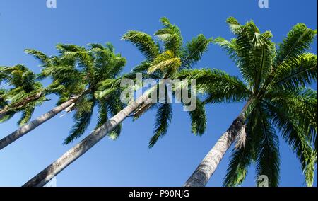 Avenue cubana Royal Palm Palms con tronchi alti e verde brillante fronde contro un cielo blu chiaro Foto Stock