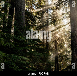 WA14537-00...WASHINGTON - la luce solare in presenza di striature attraverso gli alberi lungo il Pass Appelton Trail nel Parco Nazionale di Olympic. Foto Stock