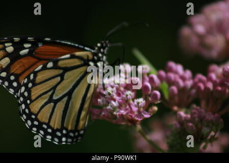 Farfalla monarca alimentazione su milkweed in gRAND BEND ONTARIO. Foto Stock