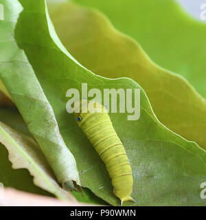 Quinto caterpillar instar di comune Jay butterfly posa su foglie di Asoka Foto Stock
