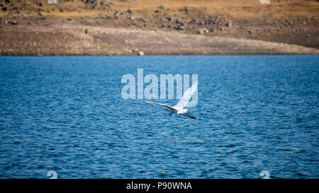 Egret mediano in un lago Mesophoyx intermedia Mahjhola Bagula Vola sul lago in aria Foto Stock