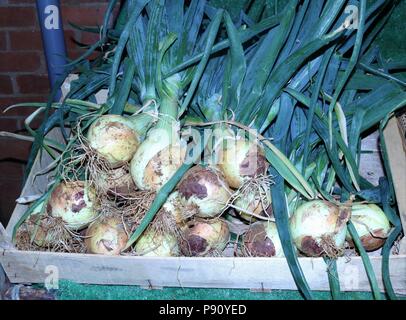 Cresciuto in casa le cipolle di cestello essendo venduto in un mercato degli agricoltori. Foto Stock