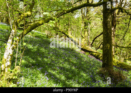 Bluebells (Hyacinthoides non scripta) in fiore in legno Halstock, vicino a Okehampton, Devon, Regno Unito. Maggio, 2018. Foto Stock