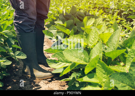 Lavoratore di fattoria in piedi nel campo di soia e guardando oltre la piantagione. Agronomo controllo semi di soia Semi di colture in campo. Foto Stock