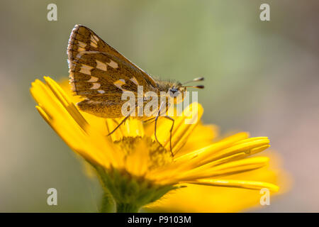 Argento-spotted skipper (Hesperia virgola) farfalla su giallo fiore aster Foto Stock