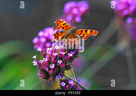 La virgola farfalla in un paese Garden cottage Foto Stock