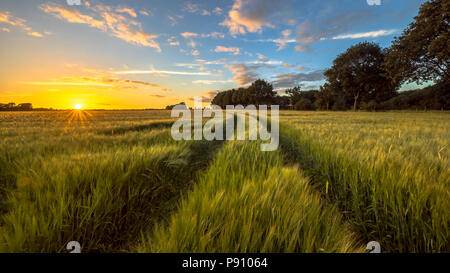 Il trattore via attraverso il campo di grano al tramonto sulla campagna olandese Foto Stock