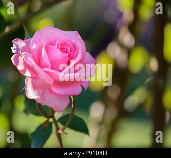 Rosa rosa ,Rosa "Agatha Christie' 'Kormeita', Hyde Hall, Essex Foto Stock