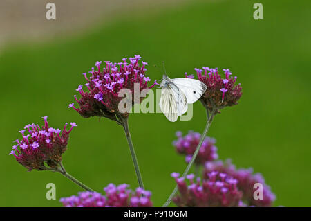 Grande farfalla bianca su Verbena Bonariensis in un giardino cottage Foto Stock