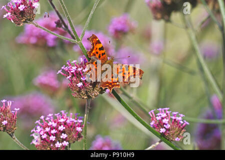 La virgola farfalla in un paese Garden cottage Foto Stock