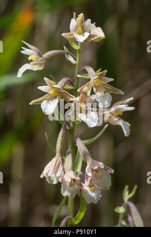 Elleborina palustre fiore (Bergonii palustris), una specie di orchidee selvatiche a secco di Sandford Pit in Oxfordshire, Regno Unito Foto Stock