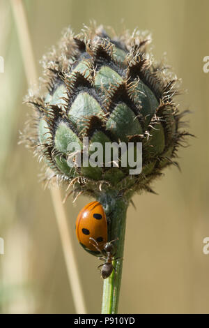 Sette spot ladybird (Coccinella septempunctata) su un seedhead essendo attaccato da una formica. Foto Stock