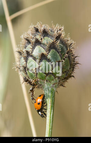 Sette spot ladybird (Coccinella septempunctata) su un seedhead essendo attaccato da formiche. Foto Stock