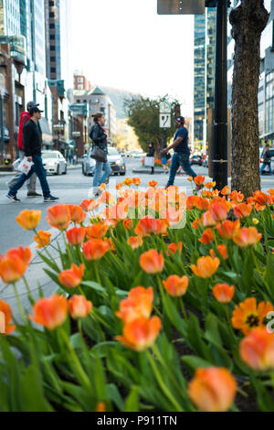Primo piano di Orange e tulipani rossi con lo storico Mount-Royal Chalet in background durante una soleggiata giornata di primavera, Montreal, Quebec, Canada Foto Stock