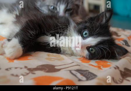 Un soffice bianco e nero gattino giace su un bambino coperta. Foto Stock