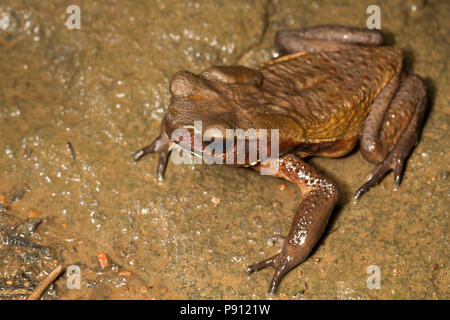 Un rospo fotografato nella giungla del Suriname vicino Bakhuis. La ricerca suggerisce questa è una facciata liscia, toad Bufo/Rhaebo guttatus, ma questo dovrebbe Foto Stock