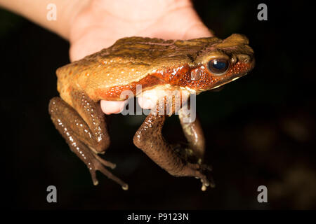 Un rospo fotografato nella giungla del Suriname vicino Bakhuis. La ricerca suggerisce questa è una facciata liscia, toad Bufo/Rhaebo guttatus, ma questo dovrebbe Foto Stock