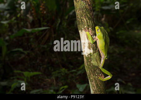 Un grande raganella nella giungla del Suriname vicino Bakhuis scalata di un albero. La ricerca indica che si tratta di Phyllomedusa bicolor, noto anche come il Foto Stock