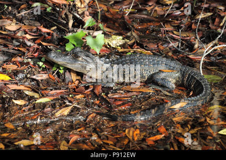 Alligatore Dicembre 10th, 2012 Everglades National Park, Florida Foto Stock