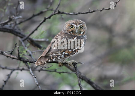 Elf Owl (Micrathene whitneyi) - Presa del 7 maggio 2008 sulla periferia di Tucson, Arizona Foto Stock